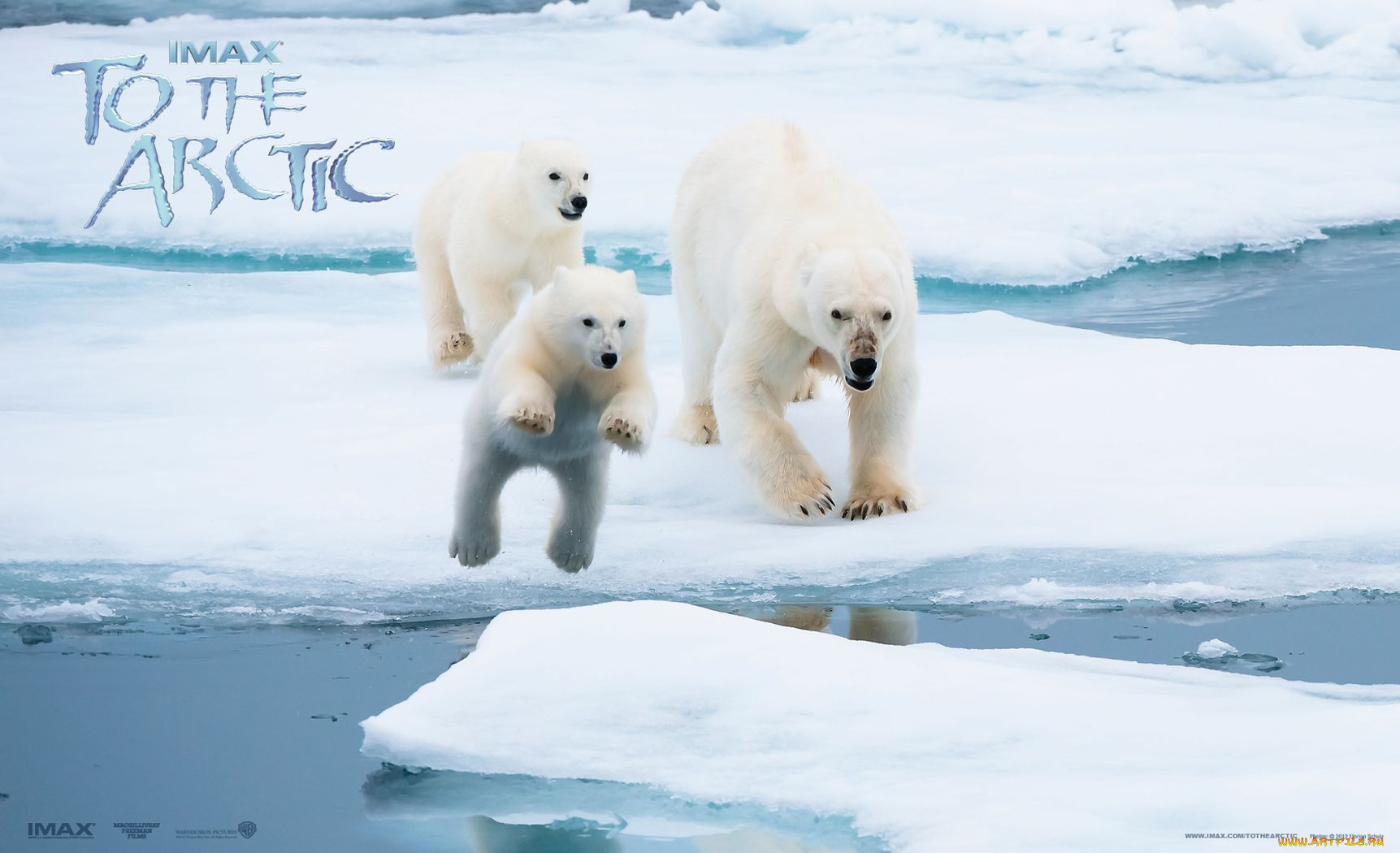 Белый медведь бег. Арктика. Белый медведь на льду. Белые медведи в Антарктиде.
